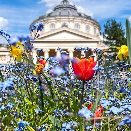 Lägenhet Black Iris - Cismigiu Park