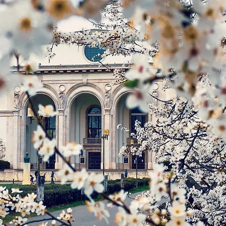 Black Iris - Cismigiu Park Bukarest